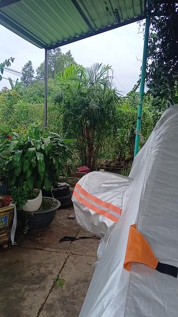 Gà tơ chuố.i mã vàng 8 con. Mua bán Gà tại Thành phố Buôn Ma Thuột Đắk Lắk được đăng bởi Phong hình 1