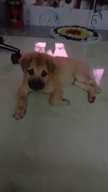 Chó Poodle đen, nâu vàng trống, mái. Mua bán Chó tại Huyện Nhà Bè Tp Hồ Chí Minh được đăng bởi Đoàn Thị Ánh hình 1