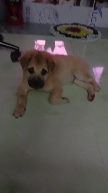 Chó Poodle đen, nâu vàng trống, mái. Mua bán Chó tại Huyện Nhà Bè Tp Hồ Chí Minh được đăng bởi Đoàn Thị Ánh hình 1
