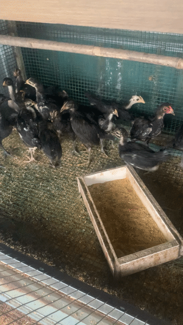 Gà tre Mỹ lai Cuban Jap Butcher 35 ngày. Mua bán Gà tại Thành phố Biên Hòa Đồng Nai được đăng bởi Anh Hải 37 tuổi hình 1