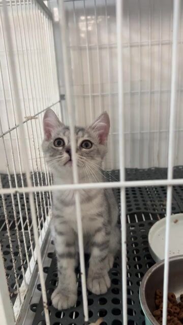 Mèo Anh lông ngắn Đen. Mua bán Mèo tại Quận Cẩm Lệ Đà Nẵng được đăng bởi Mèo nhà Chíp hình 1
