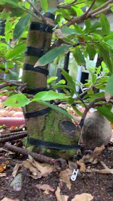 Cây cảnh Cúc thọ hương 2 mùa. Mua bán Cây cảnh, đồ trang trí tại Thành phố Mỹ Tho Tiền Giang được đăng bởi Dương Minh Tiến hình 1