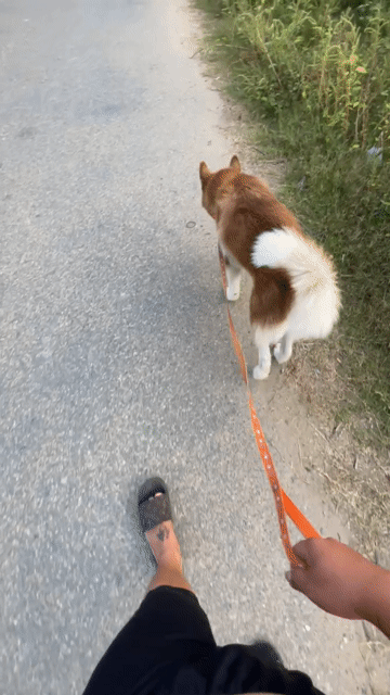 Chó Husky Nâu trắng đã tiêm phòng. Mua bán Chó tại Huyện Chợ Lách Bến Tre được đăng bởi Nguyễn Tường Duy hình 1