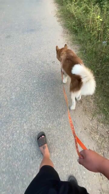 Chó Husky Nâu trắng đã tiêm phòng. Mua bán Chó tại Huyện Chợ Lách Bến Tre được đăng bởi Nguyễn Tường Duy hình 1