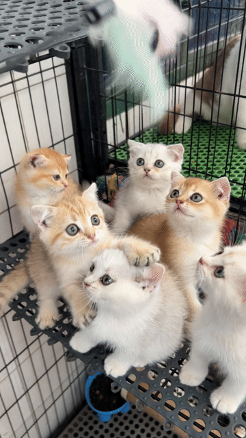6em aln xinh iu tìm bame iu thương nè. Mua bán Mèo tại Quận 11 Tp Hồ Chí Minh được đăng bởi Ngọc Ngọc Meow hình 1