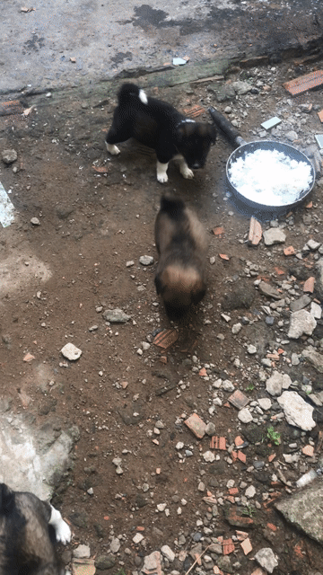 Chó con nhiều màu. Mua bán Chó tại Huyện Bình Chánh Tp Hồ Chí Minh được đăng bởi Nguyễn Công Chính hình 1