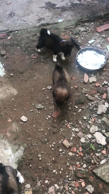 Chó con nhiều màu. Mua bán Chó tại Huyện Bình Chánh Tp Hồ Chí Minh được đăng bởi Nguyễn Công Chính hình 1