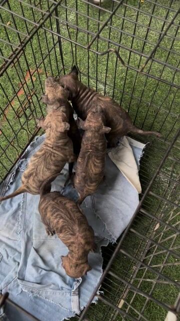 Chó Phú Quốc con vẹm xoáy lưng tìm nhà mới. Mua bán Chó tại Quận Liên Chiểu Đà Nẵng được đăng bởi Min Quân hình 1