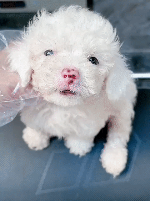 Chó Poodle 2 tháng đã tiêm 1 mũi. Mua bán Chó tại Quận 11 Tp Hồ Chí Minh được đăng bởi Tâm Nguyễn hình 1