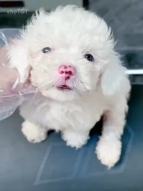 Chó Poodle 2 tháng đã tiêm 1 mũi. Mua bán Chó tại Quận 11 Tp Hồ Chí Minh được đăng bởi Tâm Nguyễn hình 1