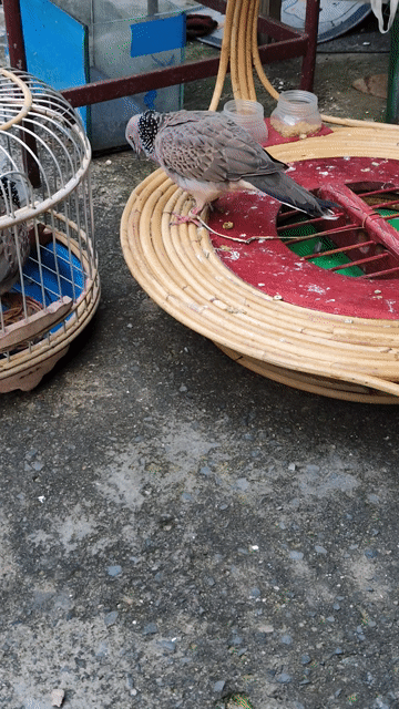 chim cu gáy 3 tháng tuổi . Mua bán Chim tại Thành phố Dĩ An Bình Dương được đăng bởi Văn Tài  hình 1