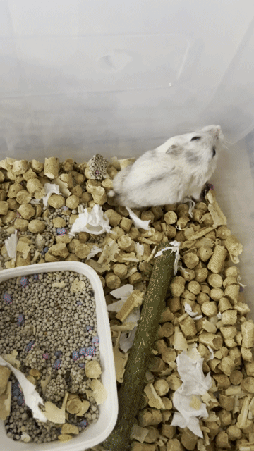 Chuột Hamster Winter White 5 bé. Mua bán Thú cưng khác tại Quận Gò Vấp Tp Hồ Chí Minh được đăng bởi Bao Thien hình 1