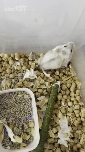Chuột Hamster Winter White 5 bé. Mua bán Thú cưng khác tại Quận Gò Vấp Tp Hồ Chí Minh được đăng bởi Bao Thien hình 1
