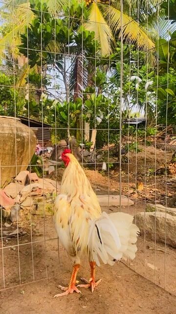 Gà chọi Trắng Đực 3.08kg. Mua bán Gà tại Huyện Châu Thành Đồng Tháp được đăng bởi Hải hình 1