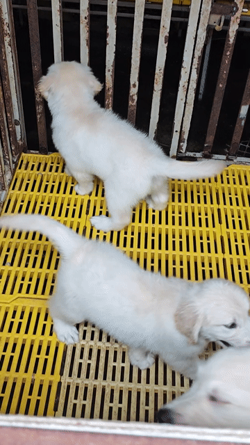 Chó Golden Retriever màu bạch kim. Mua bán Chó tại Huyện Củ Chi Tp Hồ Chí Minh được đăng bởi Nông dân Củ chi hình 1