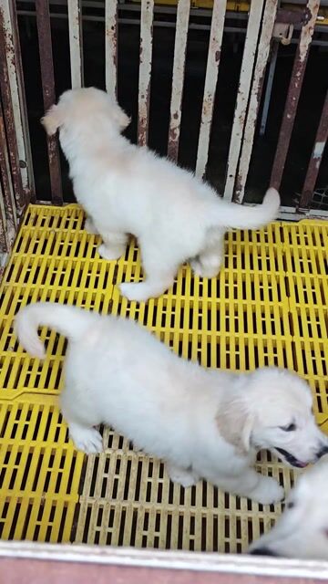 Chó Golden Retriever màu bạch kim. Mua bán Chó tại Huyện Củ Chi Tp Hồ Chí Minh được đăng bởi Nông dân Củ chi hình 1