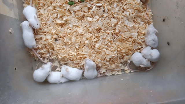 Chuột Hamster Trắng. Mua bán Thú cưng khác tại Thị xã Tân Uyên Bình Dương được đăng bởi Ngọc Bằng hình 1
