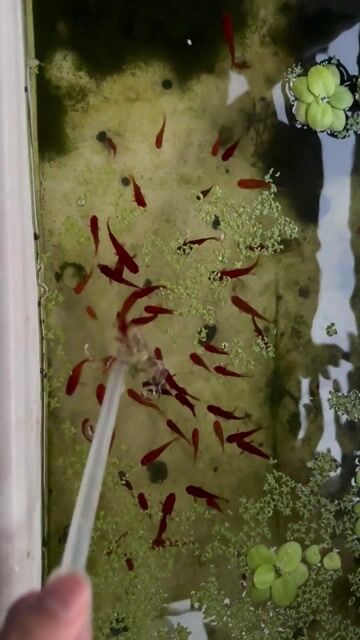 Cá kiếm Đỏ. Mua bán Thú cưng khác tại Quận Hải Châu Đà Nẵng được đăng bởi Mai Phương hình 1