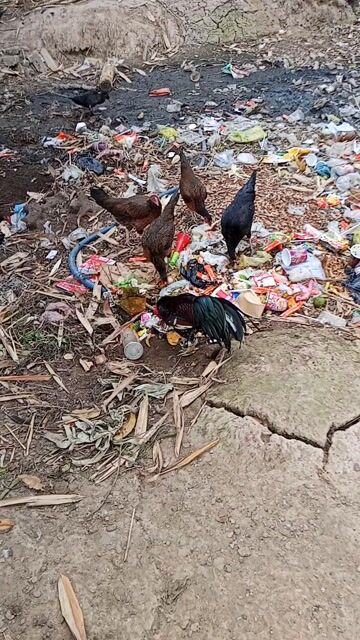 Gà giống cả hai 2.7kg. Mua bán Gà tại Huyện Chợ Mới An Giang được đăng bởi Nhựt Dương hình 1