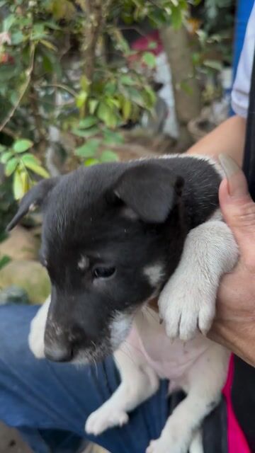 Bát Long – Cẩu huyền đề kép đủ 4 chân – 2 tháng. Mua bán Chó tại Huyện Thanh Trì Hà Nội được đăng bởi A.dung hình 1