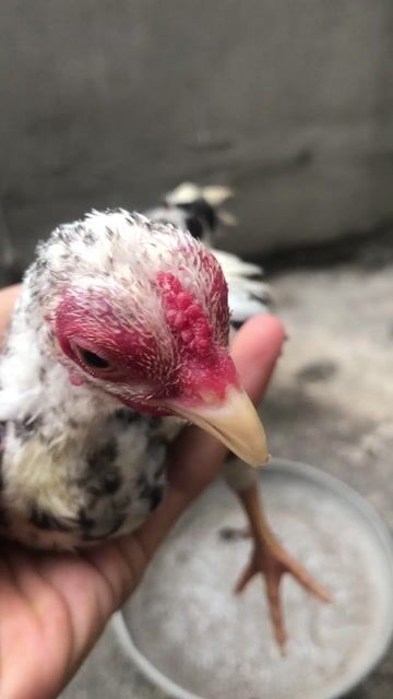 Trống mơ bắc cộc 3 tháng. Mua bán Gà tại Quận Hà Đông Hà Nội được đăng bởi Nguyễn Sơn hình 1