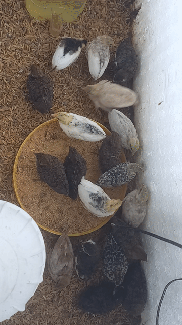 Gà rutin giống nhỏ chưa xác định 3 tuần tuổi. Mua bán Gà tại Quận Ninh Kiều Cần Thơ được đăng bởi Hùng  hình 1