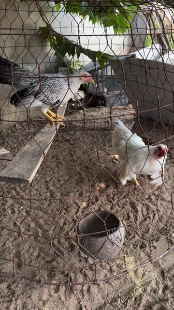 Gà tre kiểng. Mua bán Gà tại Huyện Lai Vung Đồng Tháp được đăng bởi Minh Thiện hình 1