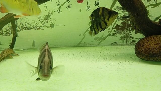 Cá Hổ Sumatra 20-21cm. Mua bán Thú cưng khác tại Quận 6 Tp Hồ Chí Minh được đăng bởi Hoàng Long hình 1