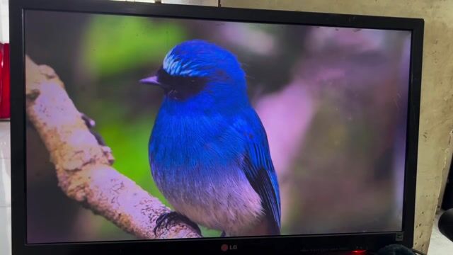 Màn hình LG 27EA33 IPS LED 27 inch. Mua bán Phụ kiện (Màn hình, Chuột...) tại Huyện Củ Chi Tp Hồ Chí Minh được đăng bởi Trần Tuấn Anh  hình 1