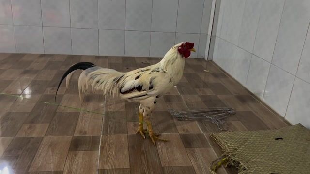 Gà Mỹ tơ màu Trắng. Mua bán Gà tại Quận 12 Tp Hồ Chí Minh được đăng bởi Nguyen Thanh Son hình 1