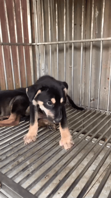 Chó lai becgie thích hợp cho ace nuôi giữ nhà . Mua bán Chó tại Huyện Bình Chánh Tp Hồ Chí Minh được đăng bởi Hùng  hình 1