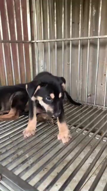 Chó lai becgie thích hợp cho ace nuôi giữ nhà . Mua bán Chó tại Huyện Bình Chánh Tp Hồ Chí Minh được đăng bởi Hùng  hình 1