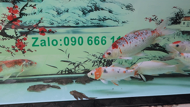 Cá Koi Nhật F1 Lớn. Mua bán Thú cưng khác tại Quận Bình Tân Tp Hồ Chí Minh được đăng bởi Lê Mạnh Phúc hình 1