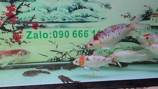 Cá Koi Nhật F1 Lớn. Mua bán Thú cưng khác tại Quận Bình Tân Tp Hồ Chí Minh được đăng bởi Lê Mạnh Phúc hình 1