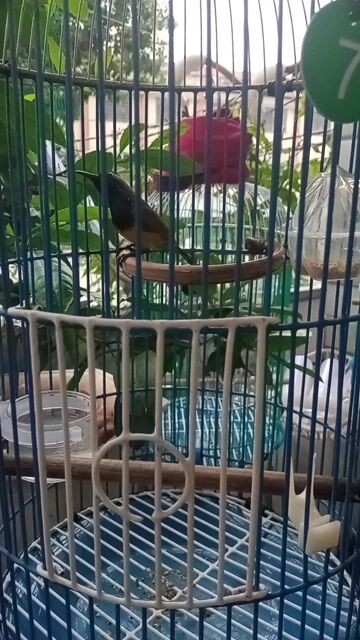 Chim Hút Mật 5 Màu Trống, bộ to đẹp.. Mua bán Chim tại Thành phố Thủ Đức Tp Hồ Chí Minh được đăng bởi Sài Gòn Cu Gáy hình 1