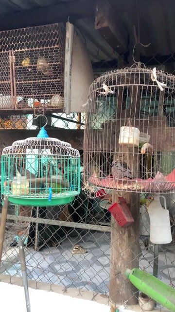 Chim cu gáy 2 mùa Nâu xám. Mua bán Chim tại Thị xã Bến Cát Bình Dương được đăng bởi Đại Nhân Gà Nòi hình 1