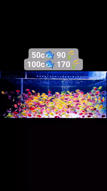 Cá Cánh Buồm Dạ Quang combo 50con 90k, 100con 170k. Mua bán Thú cưng khác tại Quận Bình Thạnh Tp Hồ Chí Minh được đăng bởi Ngọc Duyên Aquarium hình 1
