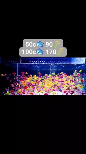 Cá Cánh Buồm Dạ Quang combo 50con 90k, 100con 170k. Mua bán Thú cưng khác tại Quận Bình Thạnh Tp Hồ Chí Minh được đăng bởi Ngọc Duyên Aquarium hình 1