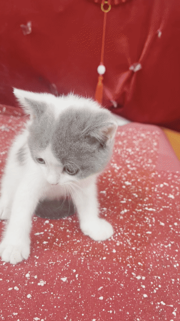 các em mèo ALN thuần chủng tìm nhà mới. Mua bán Mèo tại Quận Tân Phú Tp Hồ Chí Minh được đăng bởi Nguyễn Xuân Thắng hình 1
