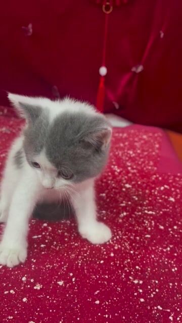 các em mèo ALN thuần chủng tìm nhà mới. Mua bán Mèo tại Quận Tân Phú Tp Hồ Chí Minh được đăng bởi Nguyễn Xuân Thắng hình 1