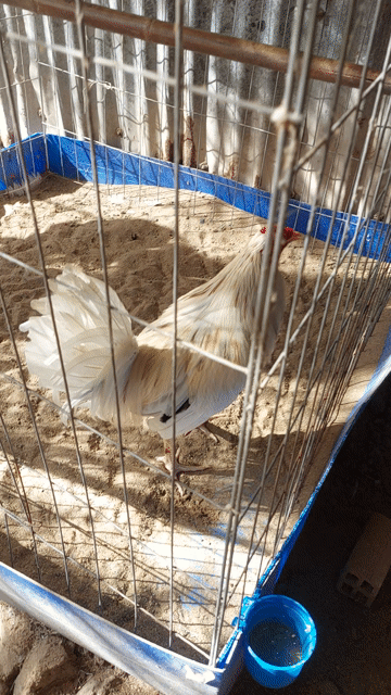 Gà chọi Bướm Mỹ trống 3kg. Mua bán Gà tại Huyện Trần Văn Thời Cà Mau được đăng bởi gà ca mau hình 1
