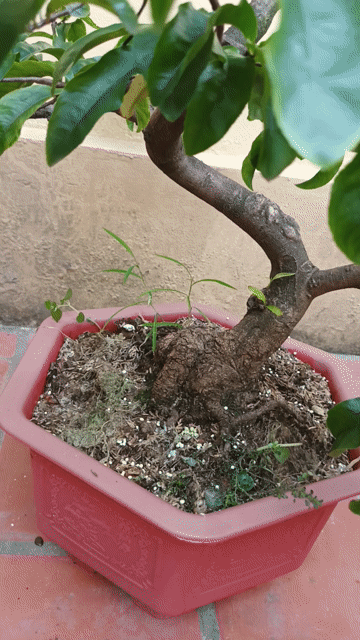 Mai vàng Bình Định dáng Long củ sù. Mua bán Cây cảnh, đồ trang trí tại Huyện Gia Lâm Hà Nội được đăng bởi  NGUYỄN QUÝ hình 1