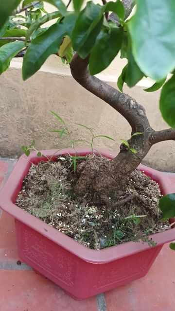 Mai vàng Bình Định dáng Long củ sù. Mua bán Cây cảnh, đồ trang trí tại Huyện Gia Lâm Hà Nội được đăng bởi  NGUYỄN QUÝ hình 1