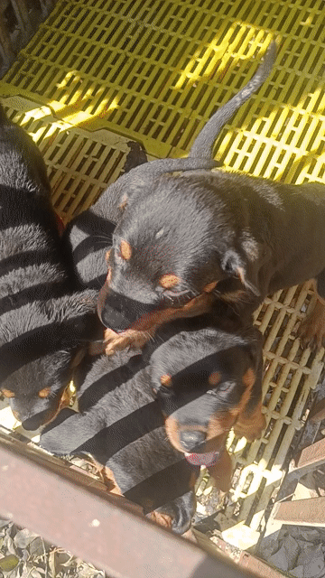 Chó Rottweiler đẹp. Mua bán Chó tại Huyện Củ Chi Tp Hồ Chí Minh được đăng bởi Thiên Tài  hình 1