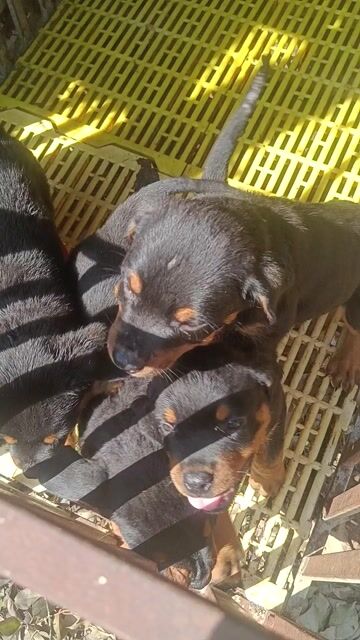 Chó Rottweiler đẹp. Mua bán Chó tại Huyện Củ Chi Tp Hồ Chí Minh được đăng bởi Thiên Tài  hình 1