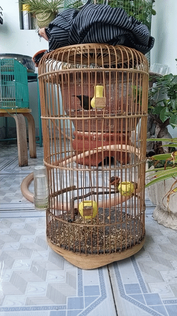 Chim Hút mật 5 màu bụng trắng 8 tháng. Mua bán Chim tại Quận 12 Tp Hồ Chí Minh được đăng bởi TOM 093 hình 1