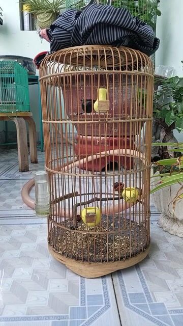 Chim Hút mật 5 màu bụng trắng 8 tháng. Mua bán Chim tại Quận 12 Tp Hồ Chí Minh được đăng bởi TOM 093 hình 1