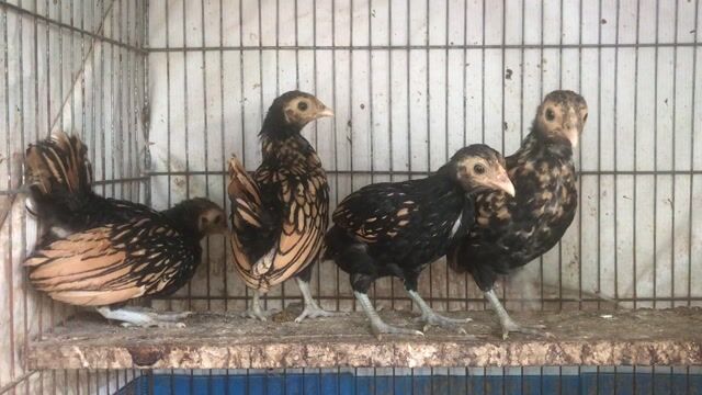 Gà Vảy cá đồng 2 tháng Đen vàng. Mua bán Gà tại Quận Tân Phú Tp Hồ Chí Minh được đăng bởi ABang hình 1