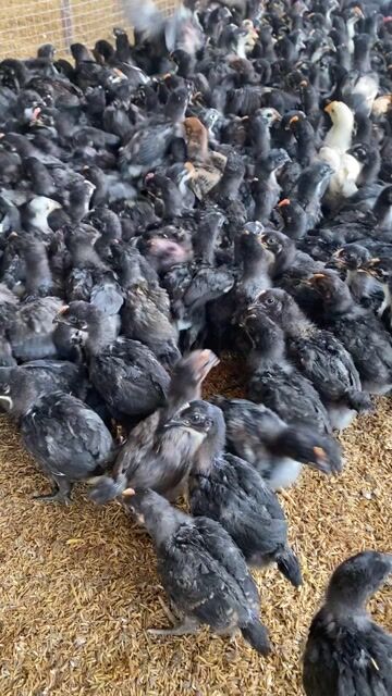Gà nòi con Đen và nòi sọc. Mua bán Gà tại Huyện Xuân Lộc Đồng Nai được đăng bởi Gà giống Đồng Nai hình 1