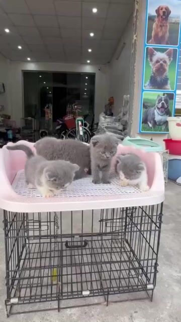 Mèo Anh Lông Ngắn bicolor,xám xanh,Bililac. Mua bán Mèo tại Quận Thanh Khê Đà Nẵng được đăng bởi Chaien Pet Shop hình 1
